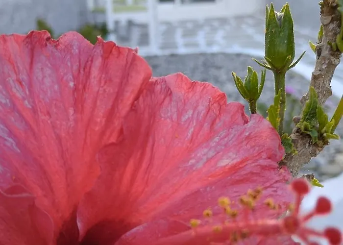 بيت للعطل Filia's Family أرخانجلوس